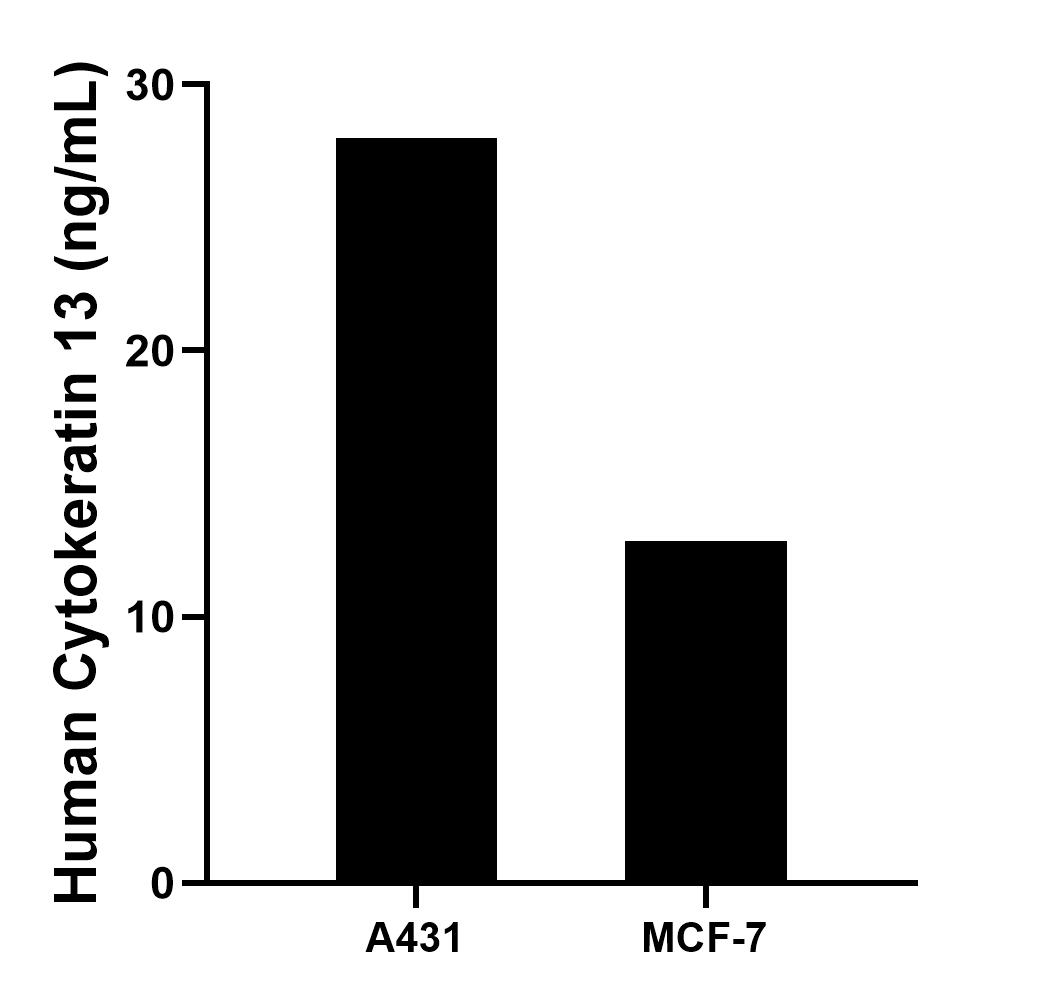 The mean Cytokeratin 13 concentration was determined to be 28.00 ng/mL in A431 cell extract based on a 1.50 mg/mL extract load and 12.84 ng/mL in MCF-7 cell extract based on a 1.20 mg/mL extract load.